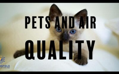 Pet Owners: How to Keep Pets and Keep Healthy Air Quality